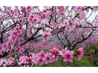 墙外墙内桃花吉凶不同